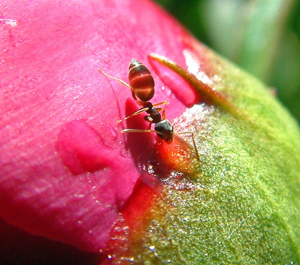 Some kind of Ant...
