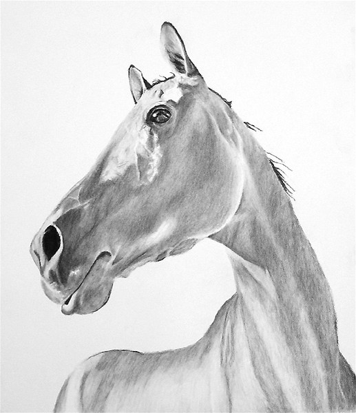 Charcoal Horse and Sky