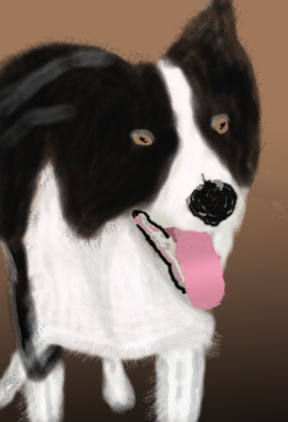 O293 Border Collie