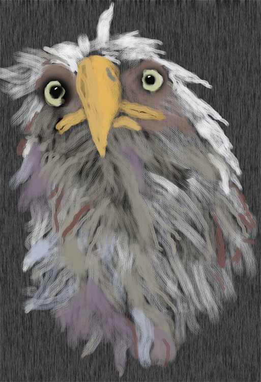Eagle after a Bath O864