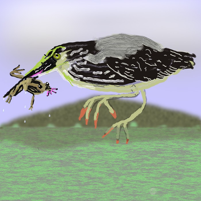 Green Heron Lunch