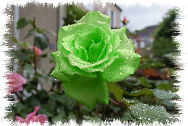 My green rose