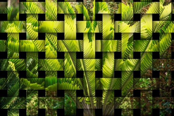 Palm Weave
