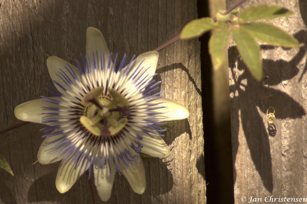 Passion Flower for Barbara Beck-Azar
