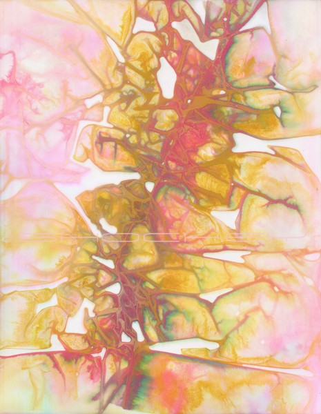 12038, Orchidiopede
