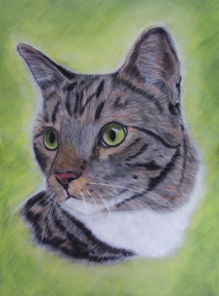 Tabby