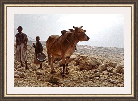 ZEBU