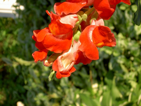 Red Flower
