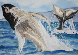 The Ins & Outs of Whale Watching