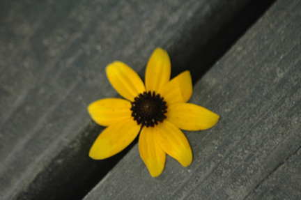 hardy flower