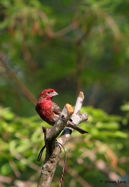 House Finch