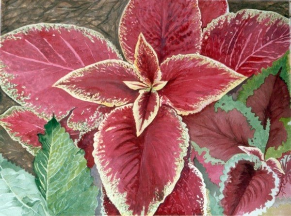 Coleus