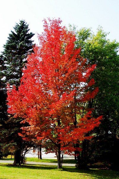Summer vs Fall