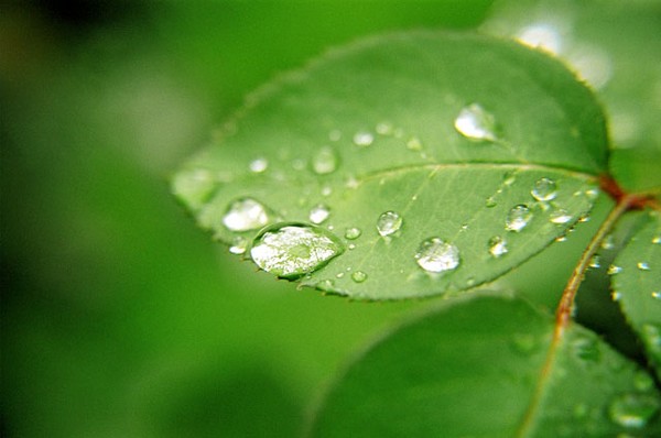 Leafy