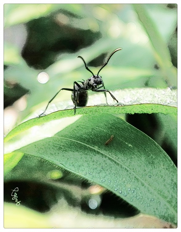 Ant Warrior