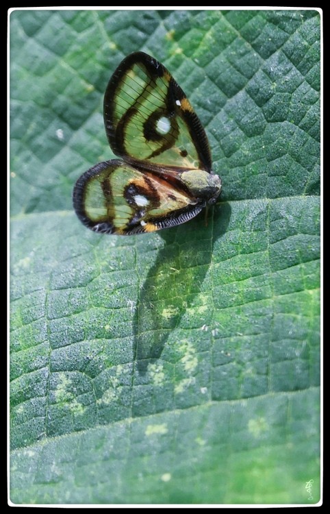 Shadow of Wings
