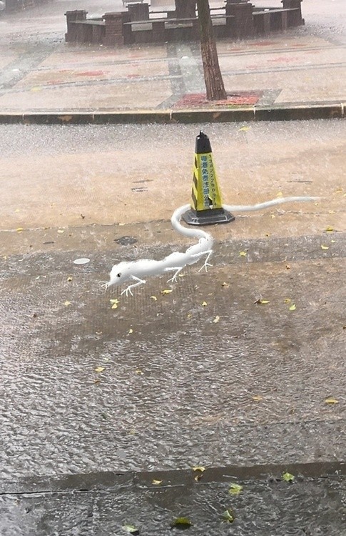 white snake