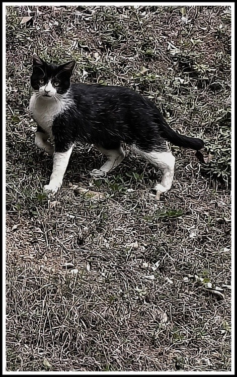 black cat