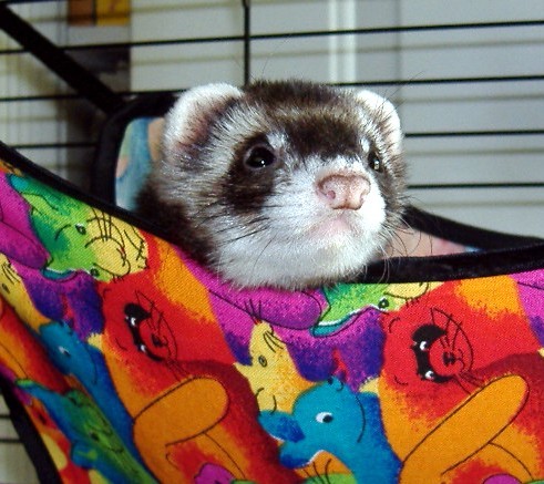 Ferret