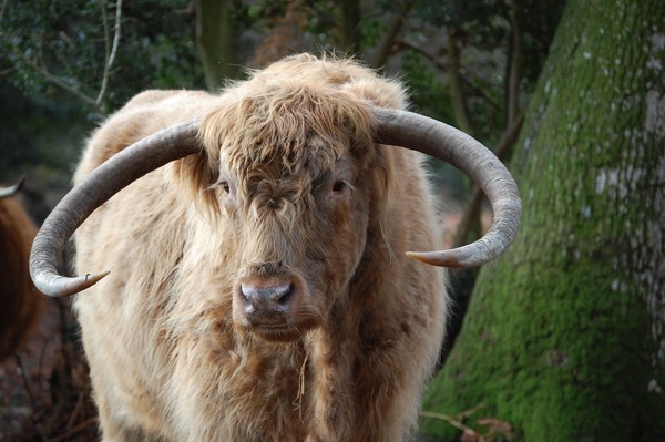 A highland boy..without his Kilt?