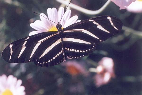 Zebra Longwing