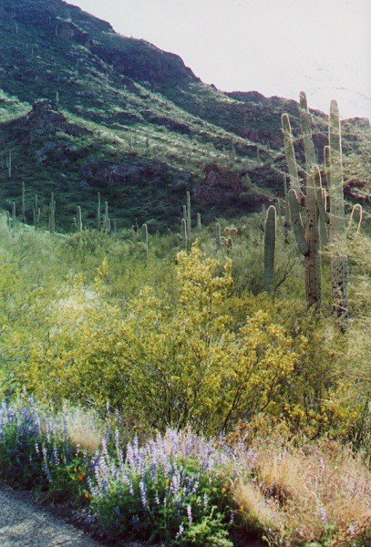 Picacho Peak Spring
