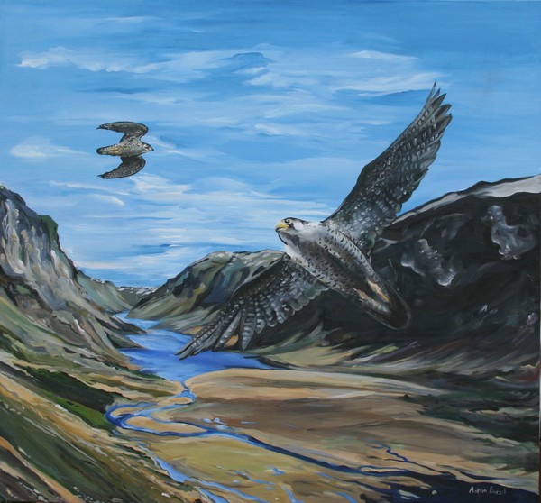 Falcons of Labrador