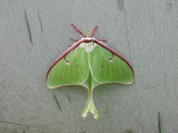 Luna Moth on way to Nova Scotia