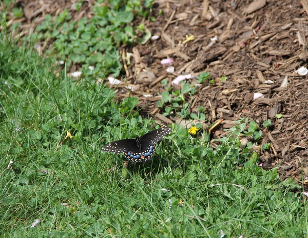 Female Black Swallowtail resting