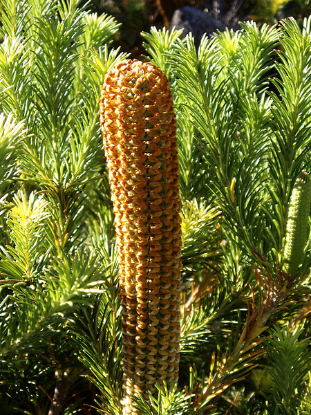 Corn Cob Protea