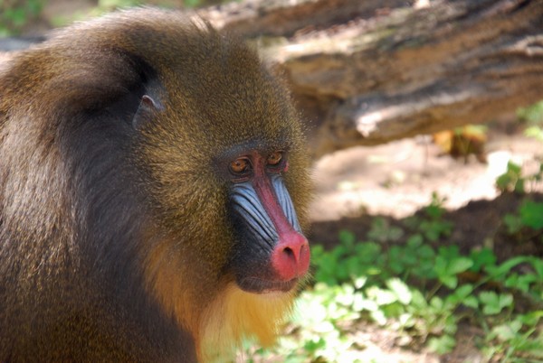 Monkey Face Two