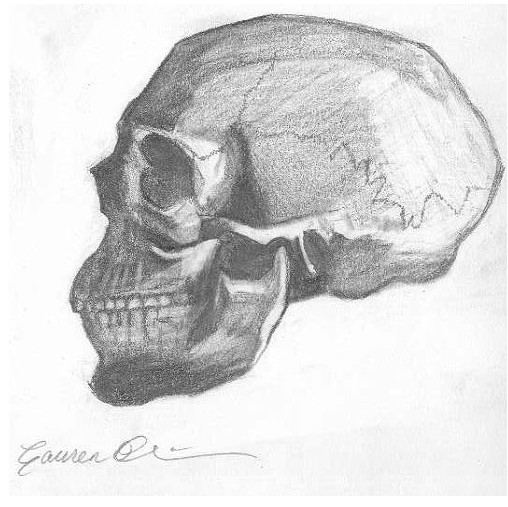 Anatomy: Skull