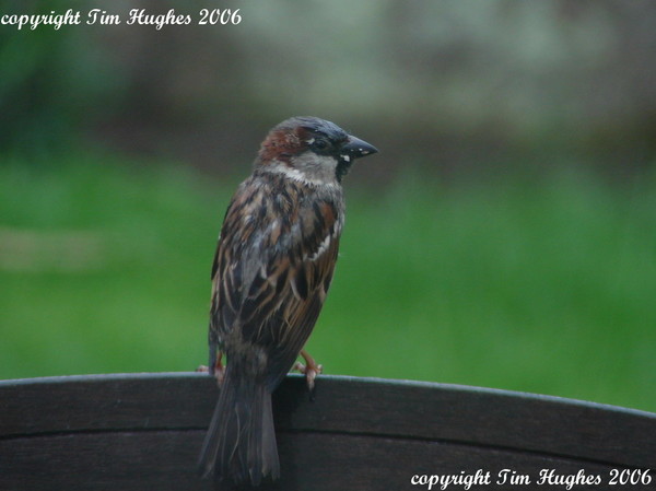I Don't Mind The Wet Weather!'
