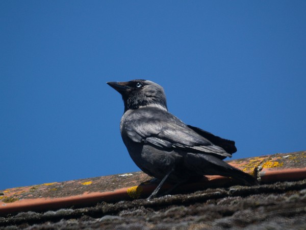 Jackdaw 1  Mirror lens test shots