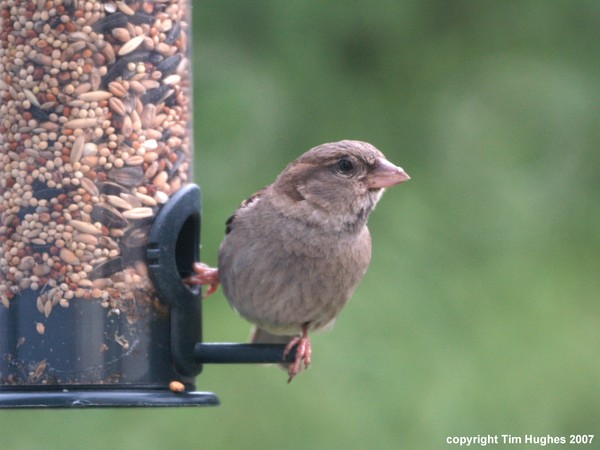 'Sparrow on Feeder'