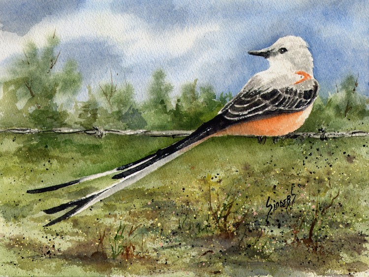 Sissor-Tailed Flycatcher
