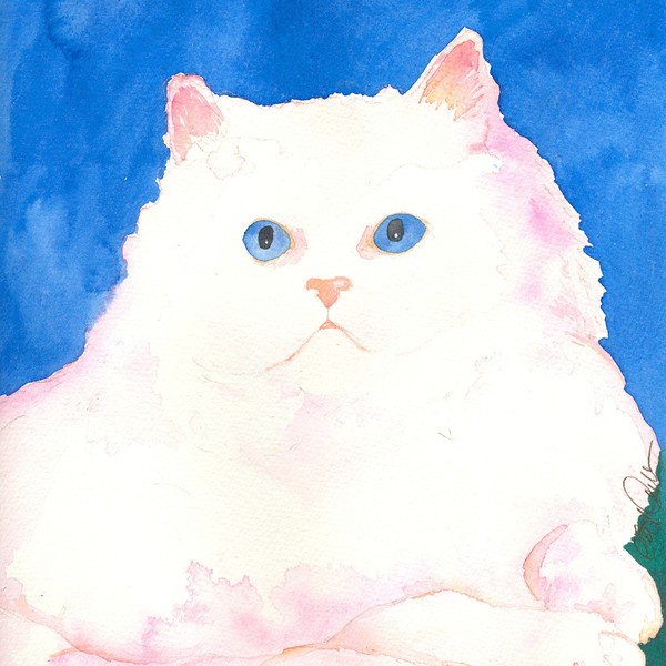 Angora kitten