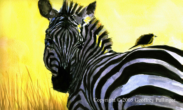 Zebra Morning