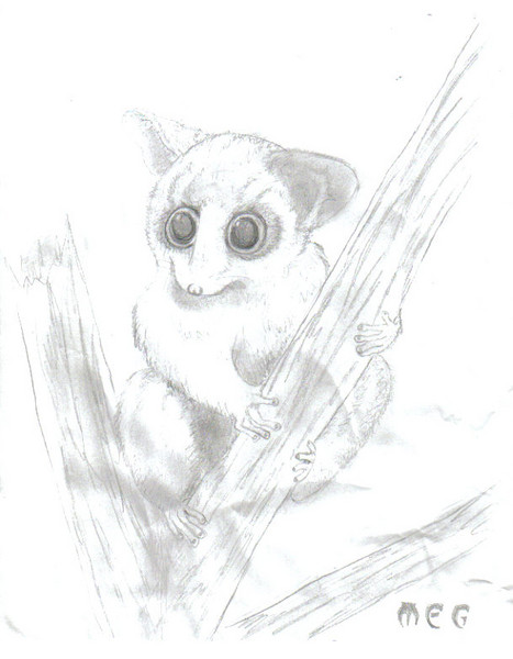 Bushbaby