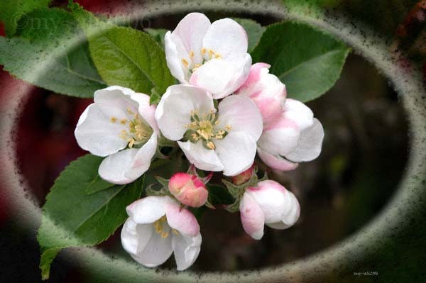Apple Blossom