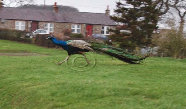 Road Runner