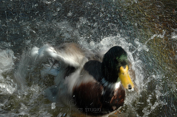 Mallard shower