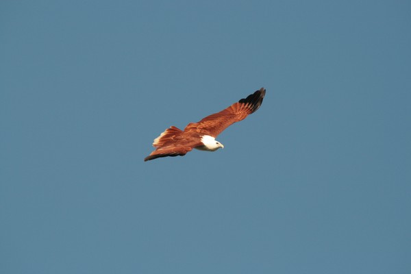 Brahiminy Kite.
