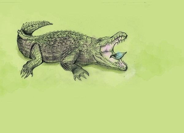 crocodile and plover bird
