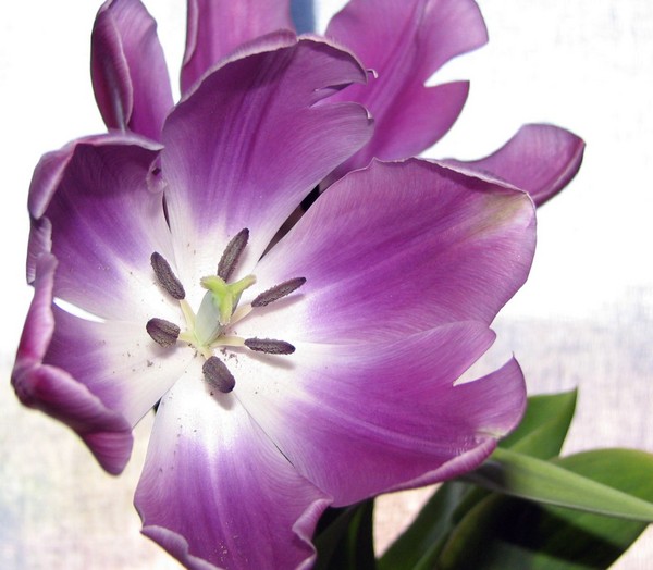 Purple tulips blooms