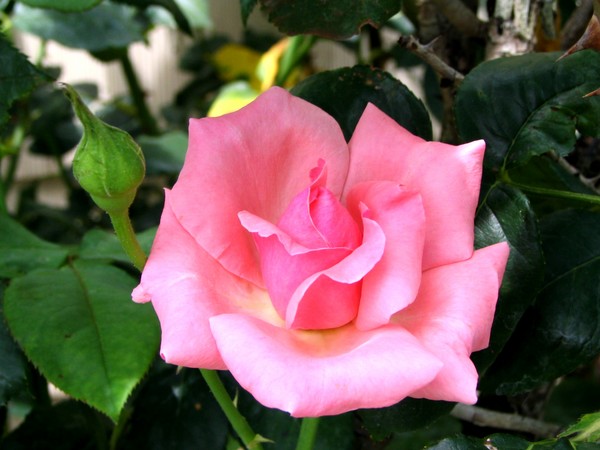 Delicate Pink Rose Bloom
