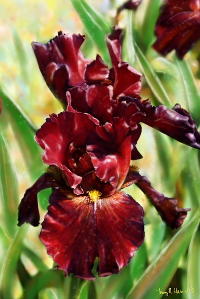 Red Iris Beauty