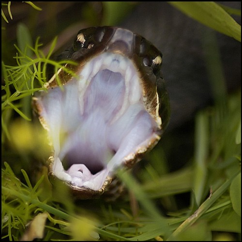 Cottonmouth Striking