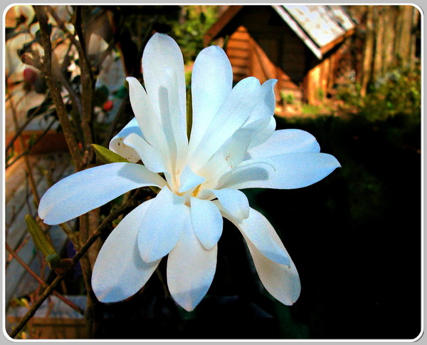 Flowering Dogwood
