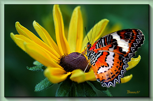 Born FREE
